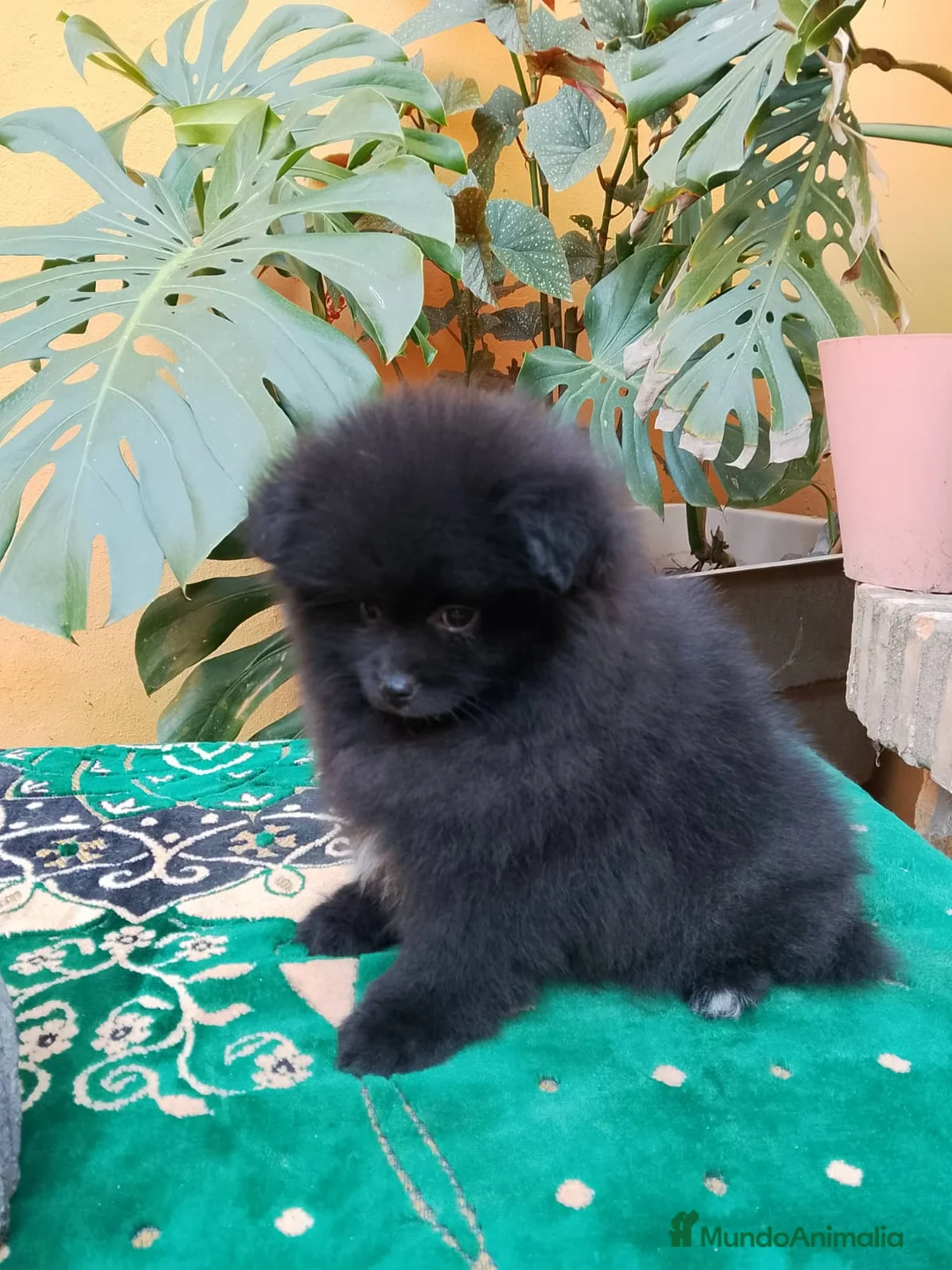 Pomerania perros en venta: Pomerania Toy hembra  - Anuncio 2