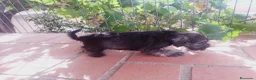 Schnauzer Miniatura perros en venta: Camada Titilla Schnauzer  - Anuncio 5