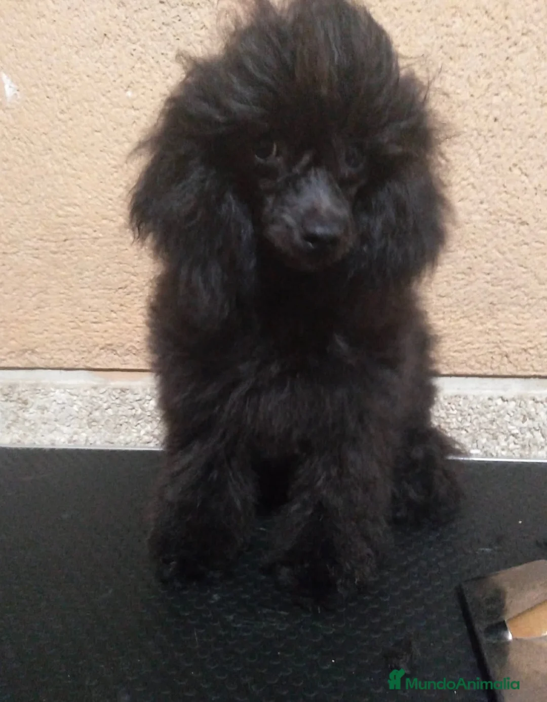 Caniche Toy perros en venta: Disponible último macho  - Anuncio 1