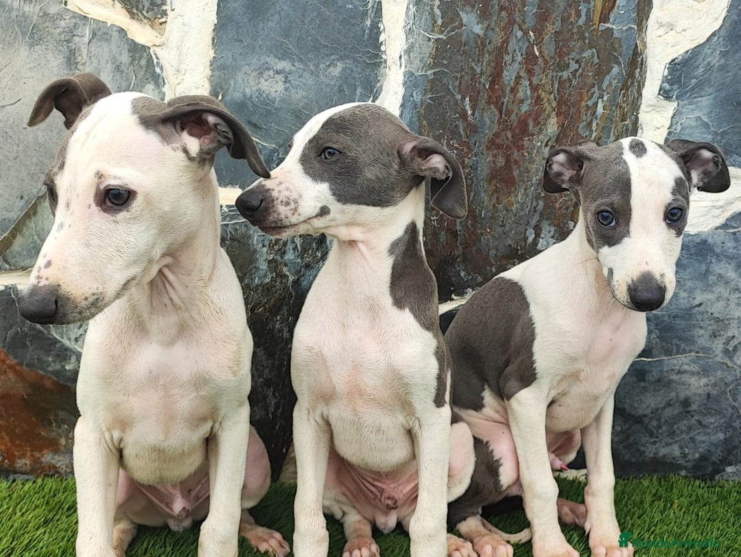 Whippet perros en venta: WHIPPET MACHOS Blanco y blue  - Anuncio 7