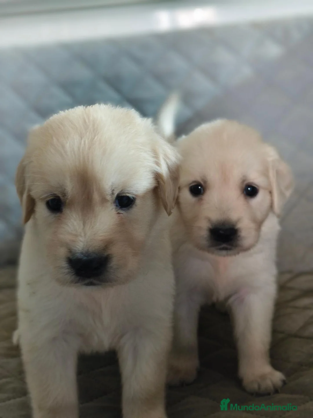 Golden Retriever perros en venta: GOLDEN RETRIEVER  - Anuncio 2