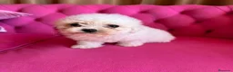 Bichón Frisé perros en venta: Cachorros de Bichón Frisé disponibles - Anuncio 6