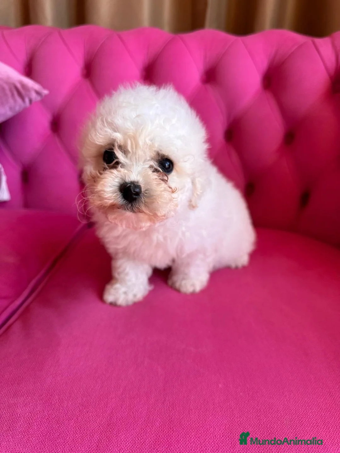 Bichón Frisé perros en venta: Cachorros de Bichón Frisé disponibles - Anuncio 6