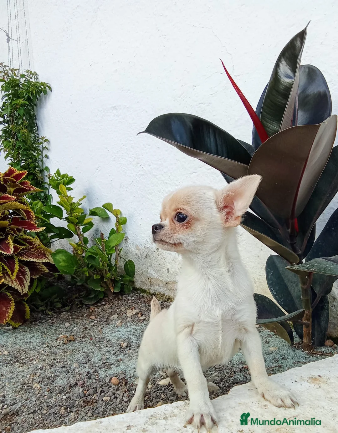 Chihuahua perros en venta: Chihuahua  en Barcelona - Anuncio 3