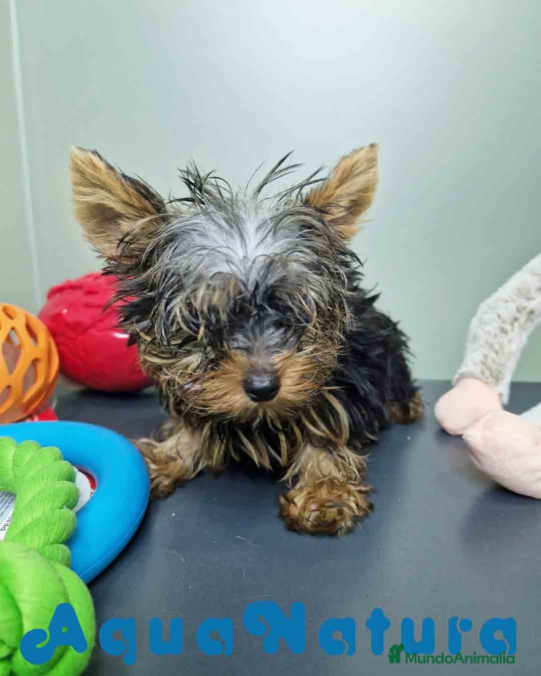 Yorkshire Terrier perros en venta: Yorkshire Macho CJMM 2435 AQUANATURA - Imagen 4