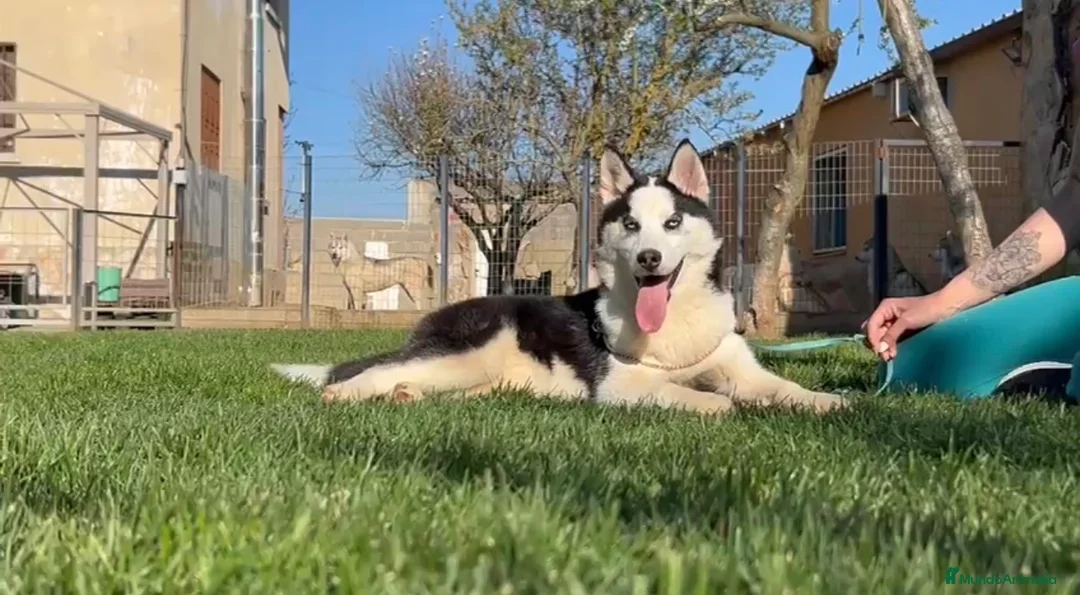 Husky Siberiano perros en venta: Ultima cachorra de husky siberiano - Anuncio 1