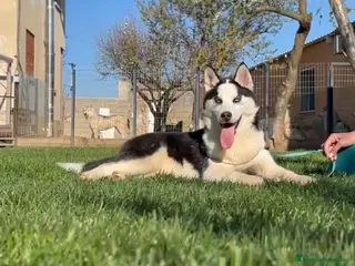 Husky Siberiano perros Ultima cachorra de husky siberiano - Anuncio 1