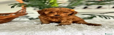 Caniche Toy 2