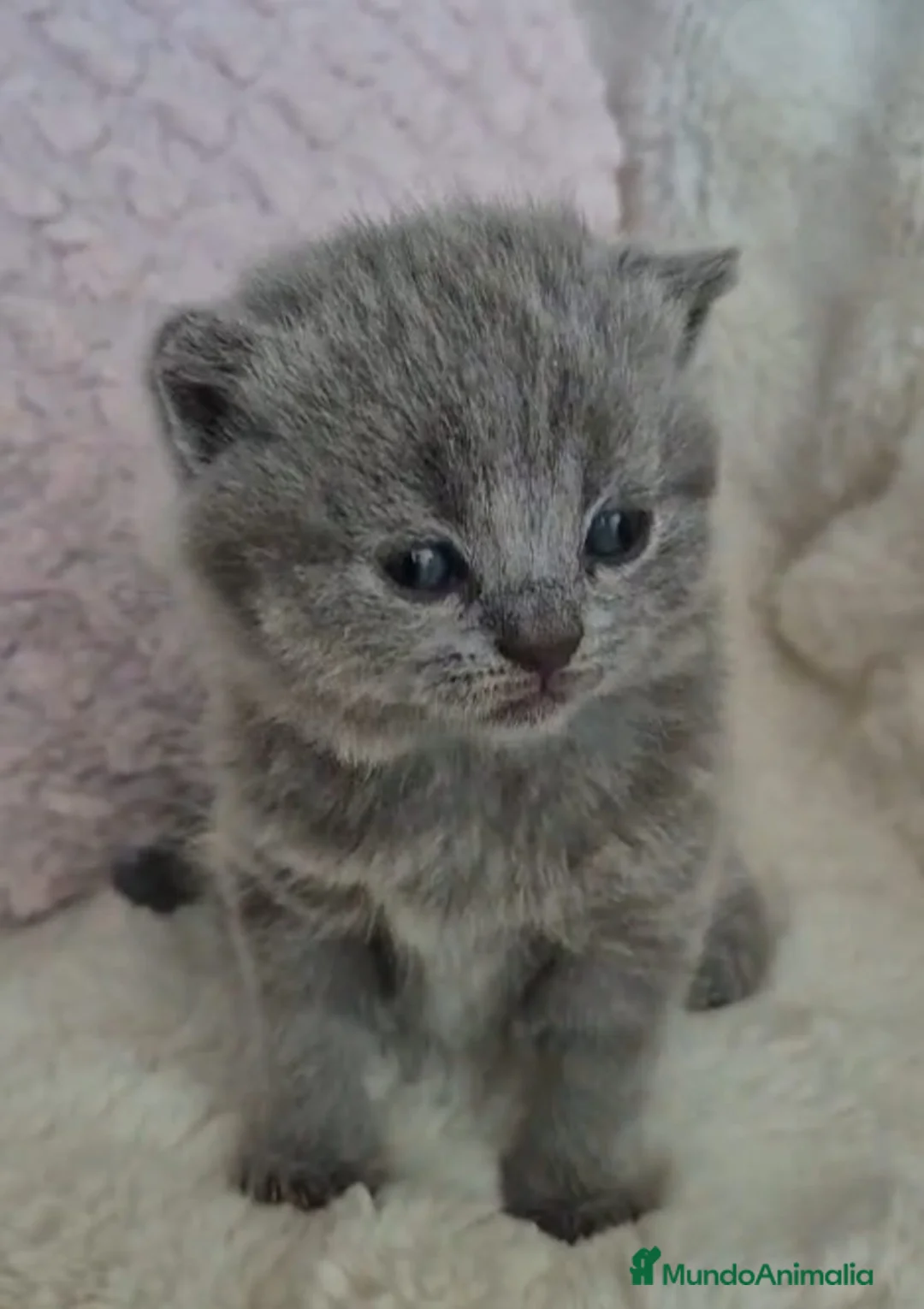 Británico de Pelo Corto Azul gatos en venta: Brithis blue espectaculares bebes  - Anuncio 2