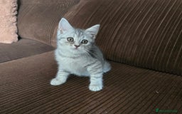 Scottish Straight gatos en venta: Gatcot.com - Imagen 2