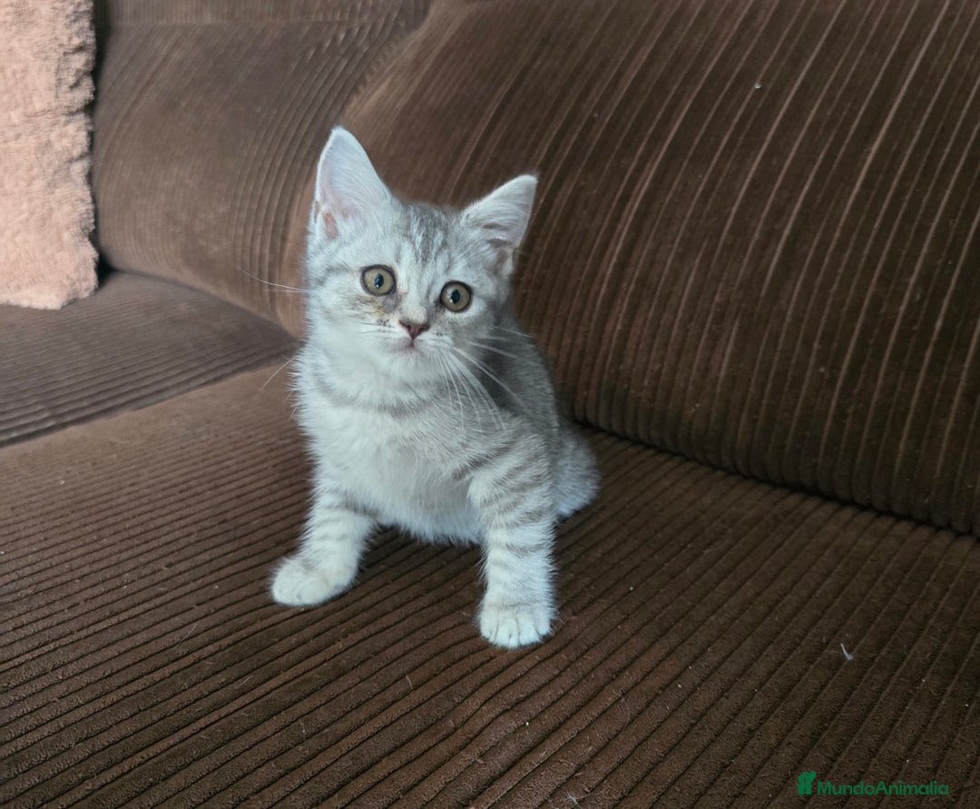 Scottish Straight gatos en venta: Gatcot.com - Imagen 2