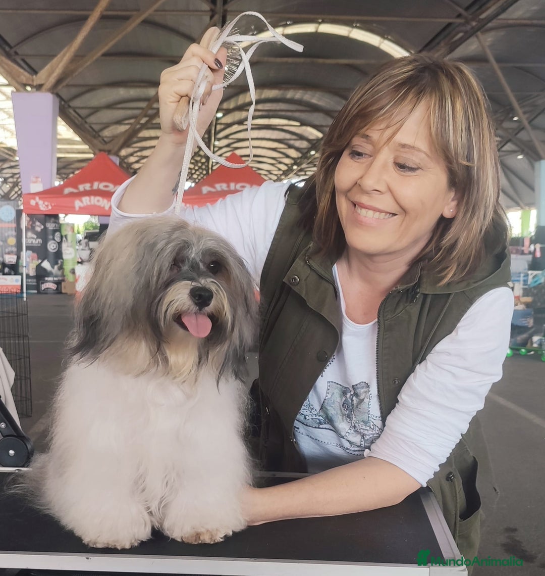 Bichón Habanero perros en venta: BICHON HABANERO - Anuncio 3