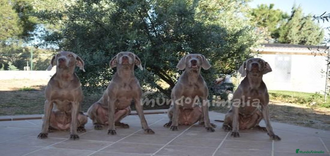 Imagen de galería {{count}}