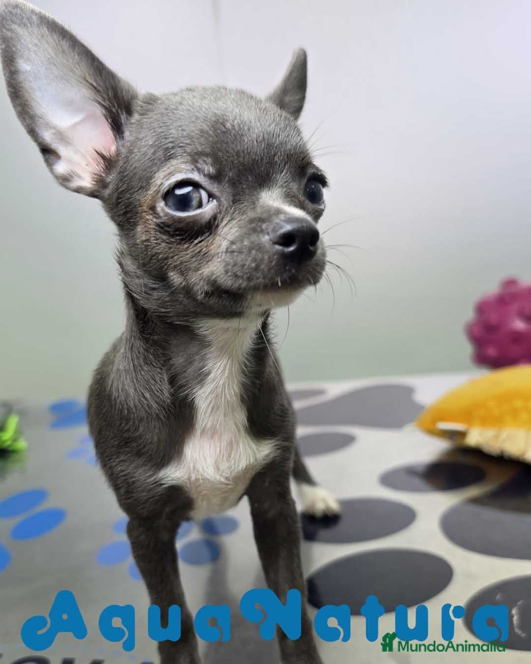Chihuahua perros Chihuahua Hembra de Pam y Choco (Ref 4143) - Anuncio 2