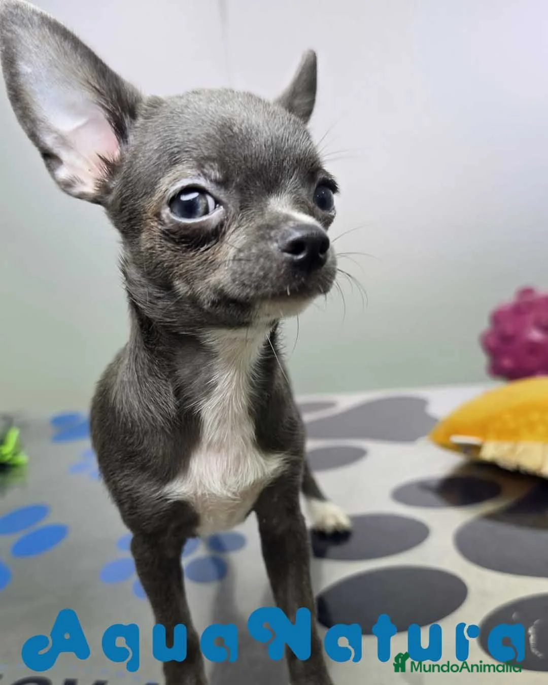 Chihuahua perros en venta: Chihuahua Hembra de Pam y Choco (Ref 4143) - Anuncio 1