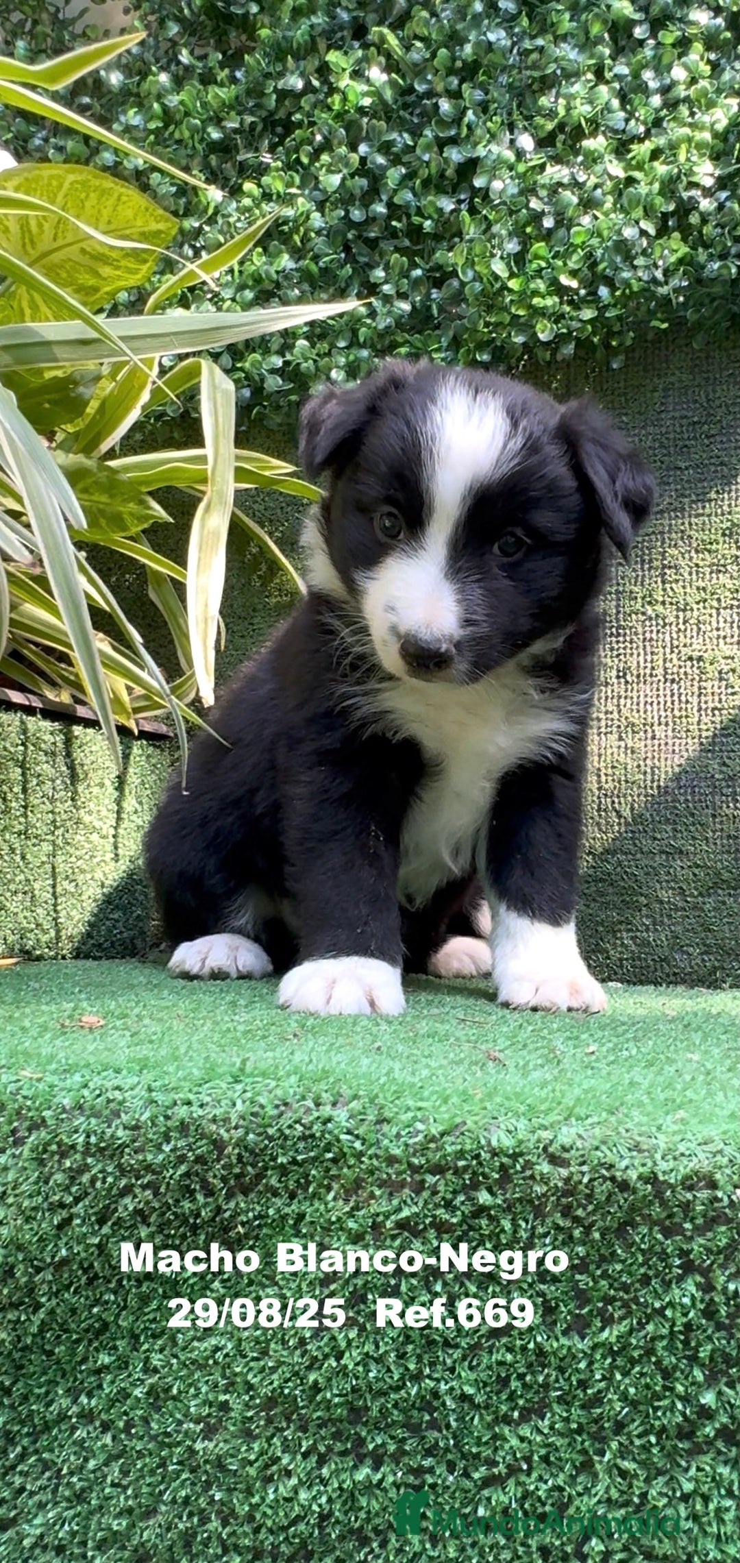 Border Collie perros en venta: Border Collie De Villa Biznaga - Imagen 3