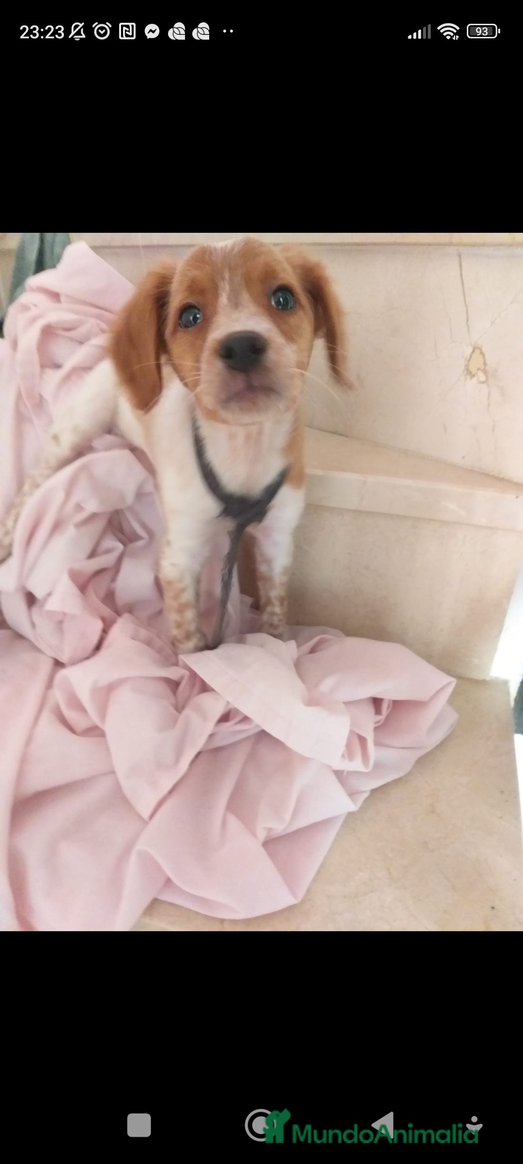 Épagneul Breton perros en venta: Cachorro Breton - Anuncio 5