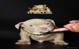 American Bully perros en venta: Cachorros American Bully tricolor lilac - Imagen 5