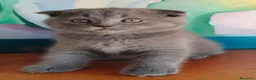 Británico de Pelo Corto gatos en venta: Hembra de british  fold - Anuncio 2