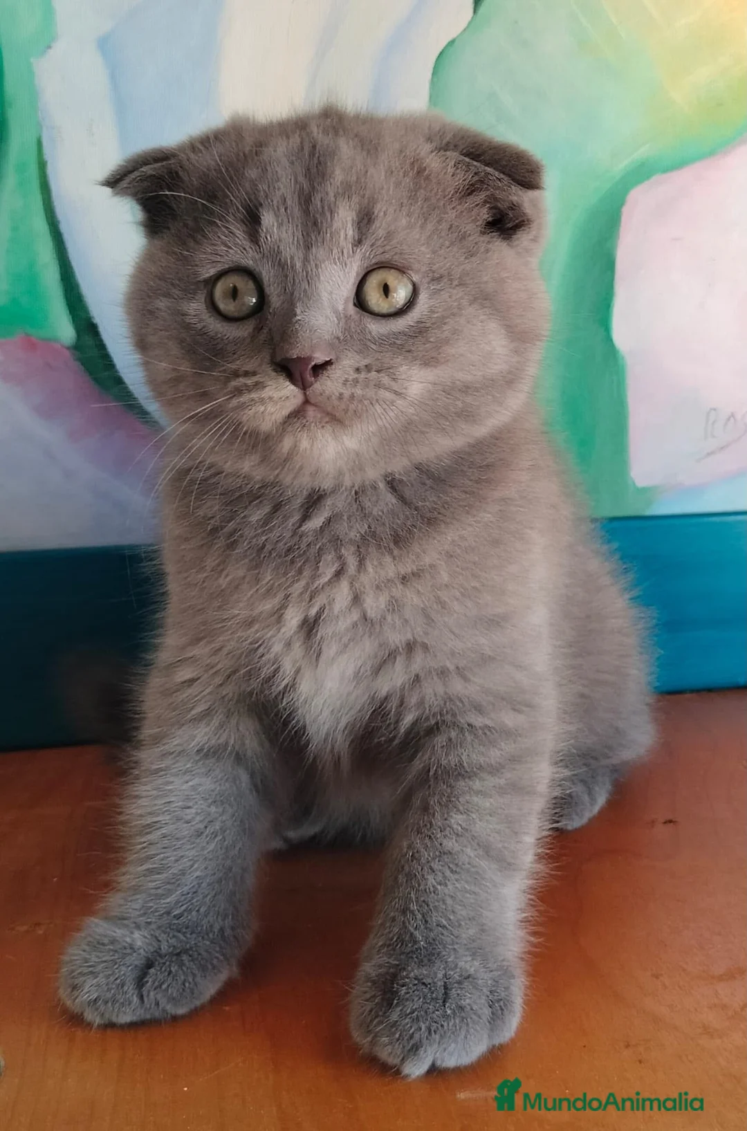 Británico de Pelo Corto gatos en venta: Hembra de british  fold - Anuncio 2