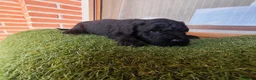 Perro de Agua Español perros en venta: Cachorros perro de agua - Anuncio 7