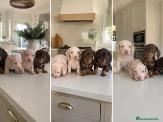 Teckel Miniatura perros TECKEL CORDOBA - ENTREGA - Anuncio 2