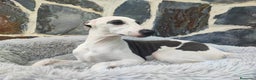 Whippet perros en venta: WHIPPET MACHO - Anuncio 7