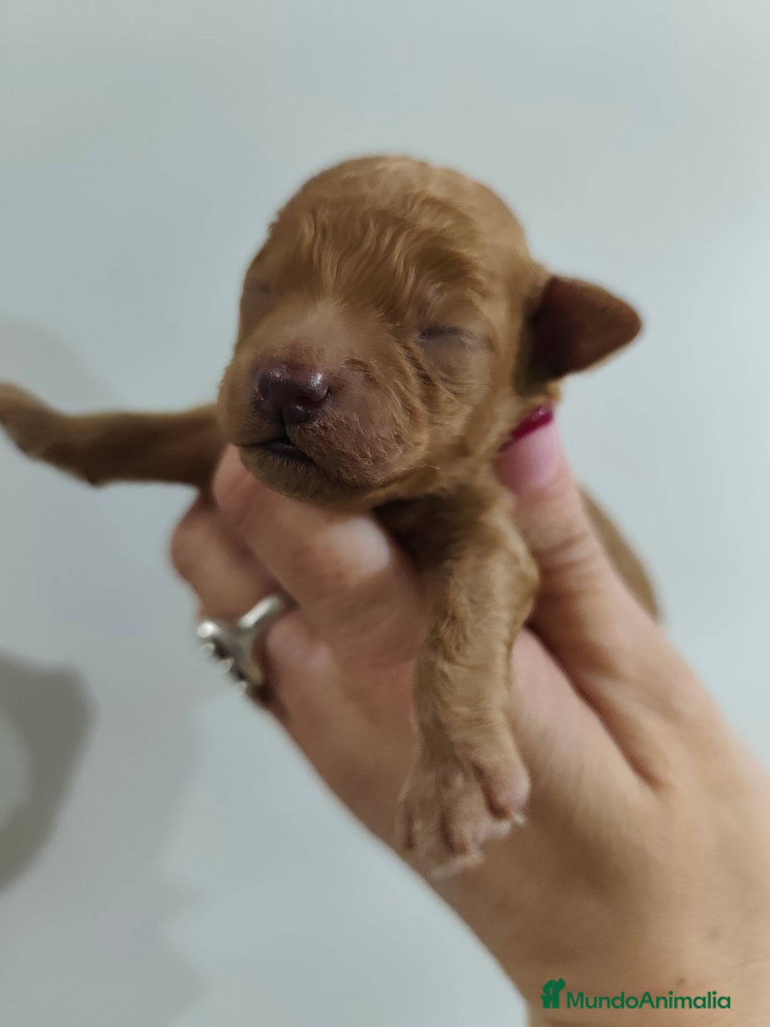 Caniche Toy perros en venta: Caniche toy - Anuncio 3