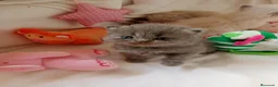 Persa gatos en venta: Gatitos persa y malayo - Anuncio 12