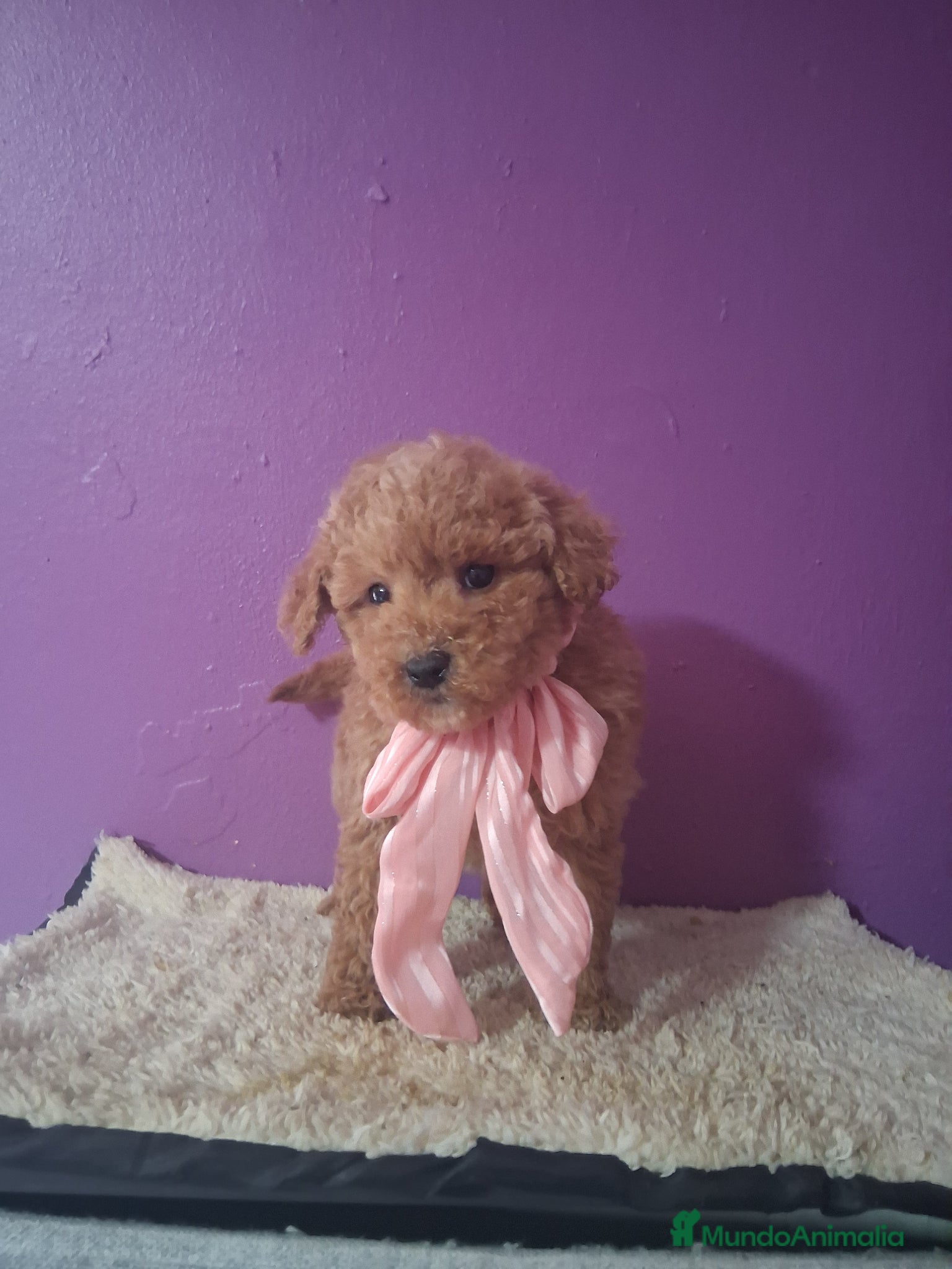 Caniche Toy perros Caniche toy - Anuncio 1