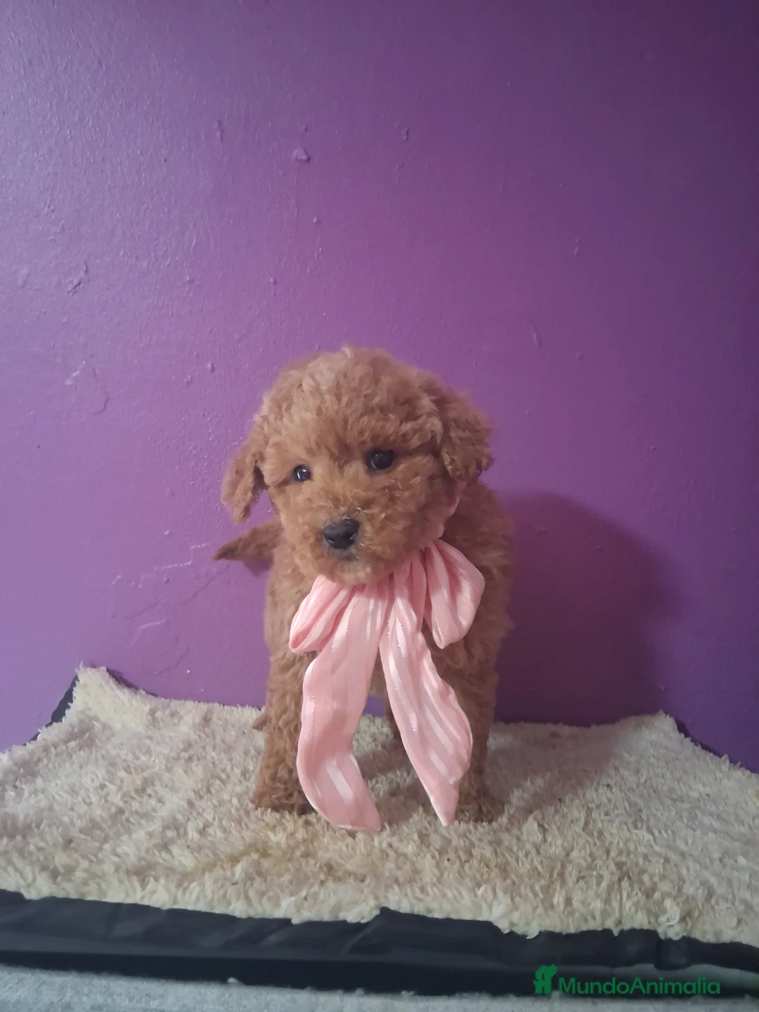 Caniche Toy perros en venta: Caniche toy - Anuncio 1