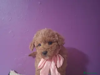 Caniche Toy perros Caniche toy - Anuncio 1