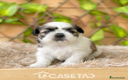 Shih Tzu perros en venta: Camada de Yadira  - Imagen 5