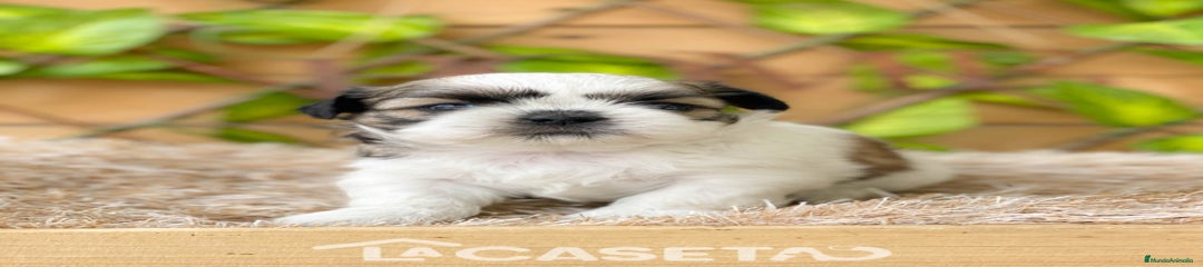 Shih Tzu Cachorro 3683