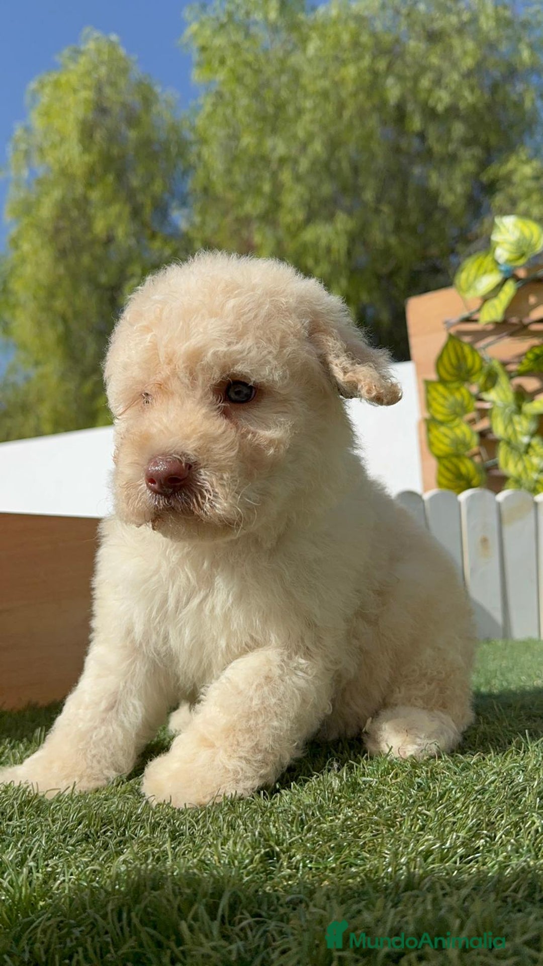 Perro de Agua Español perros en venta: PERRO DE AGUA ESPAÑOL HEMBRA - Imagen 5