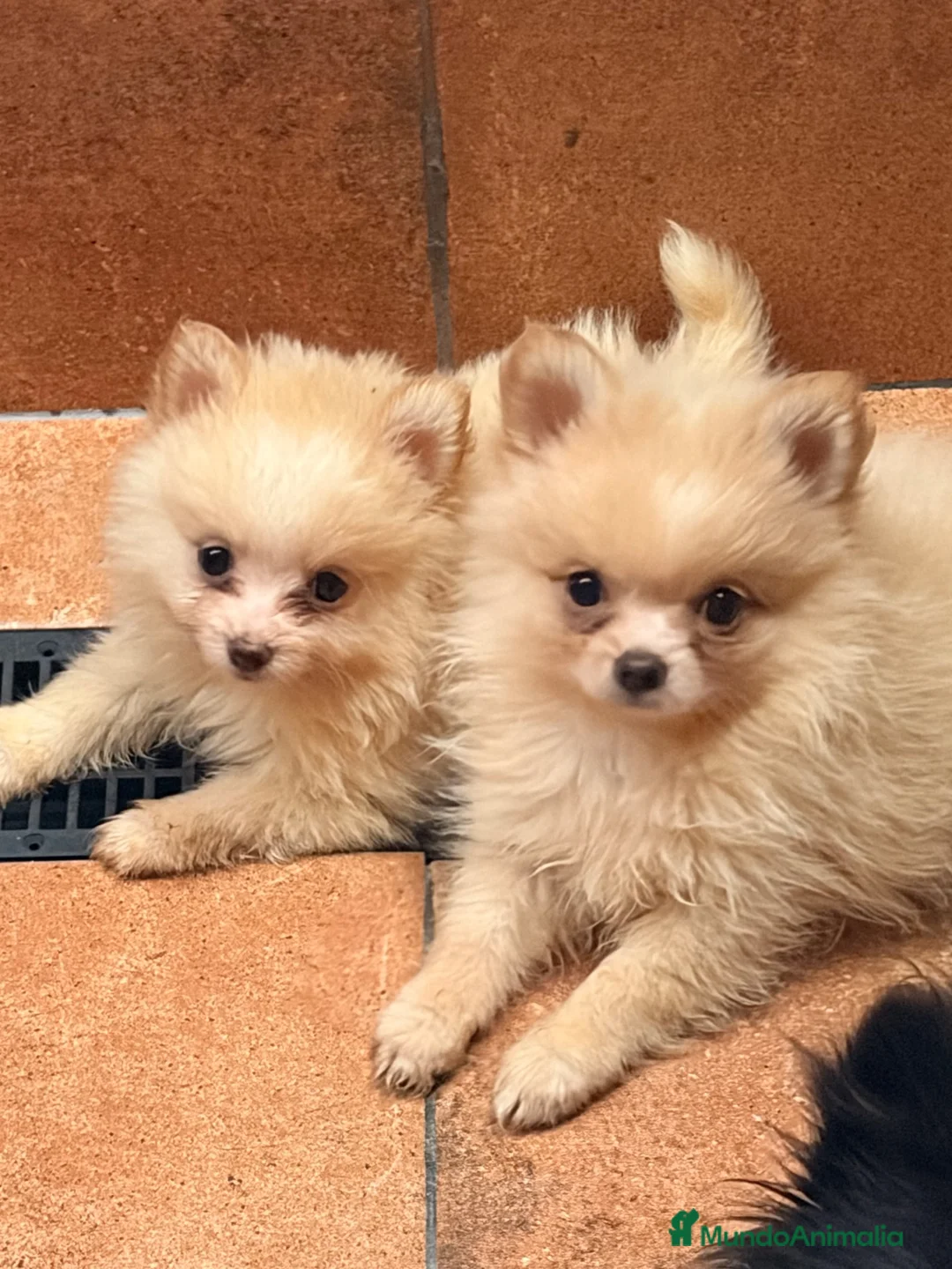 Pomerania perros en venta: Pomerania Lulú mini  - Anuncio 2
