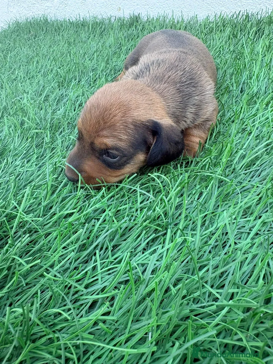 Teckel Miniatura perros en venta: Teckel Miniatura - Anuncio 2