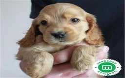 Cocker Spaniel Inglés perros en venta: Cocker spanish ingles dorados  - Imagen 3