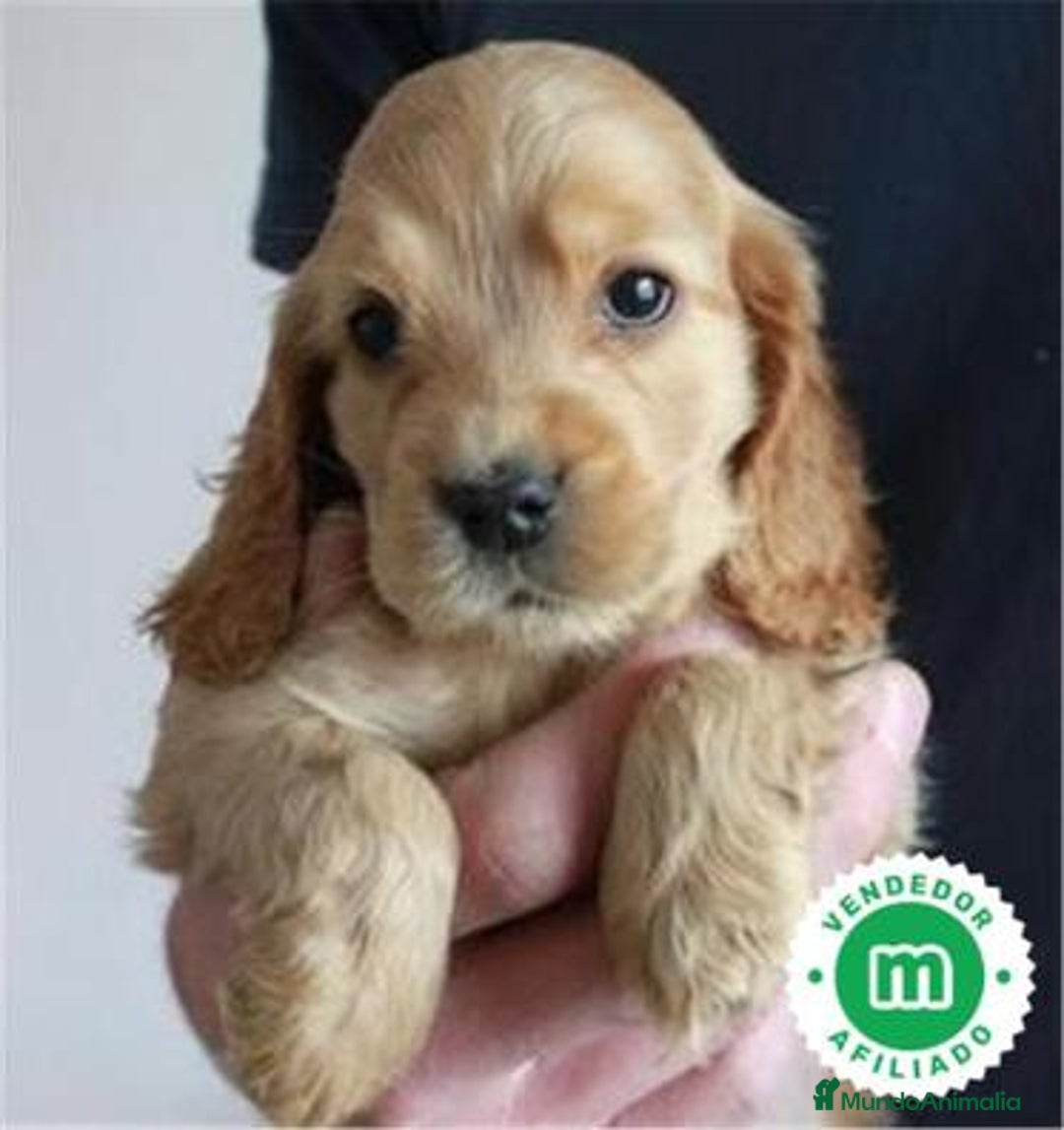 Cocker Spaniel Inglés perros en venta: Cocker spanish ingles dorados  - Imagen 3