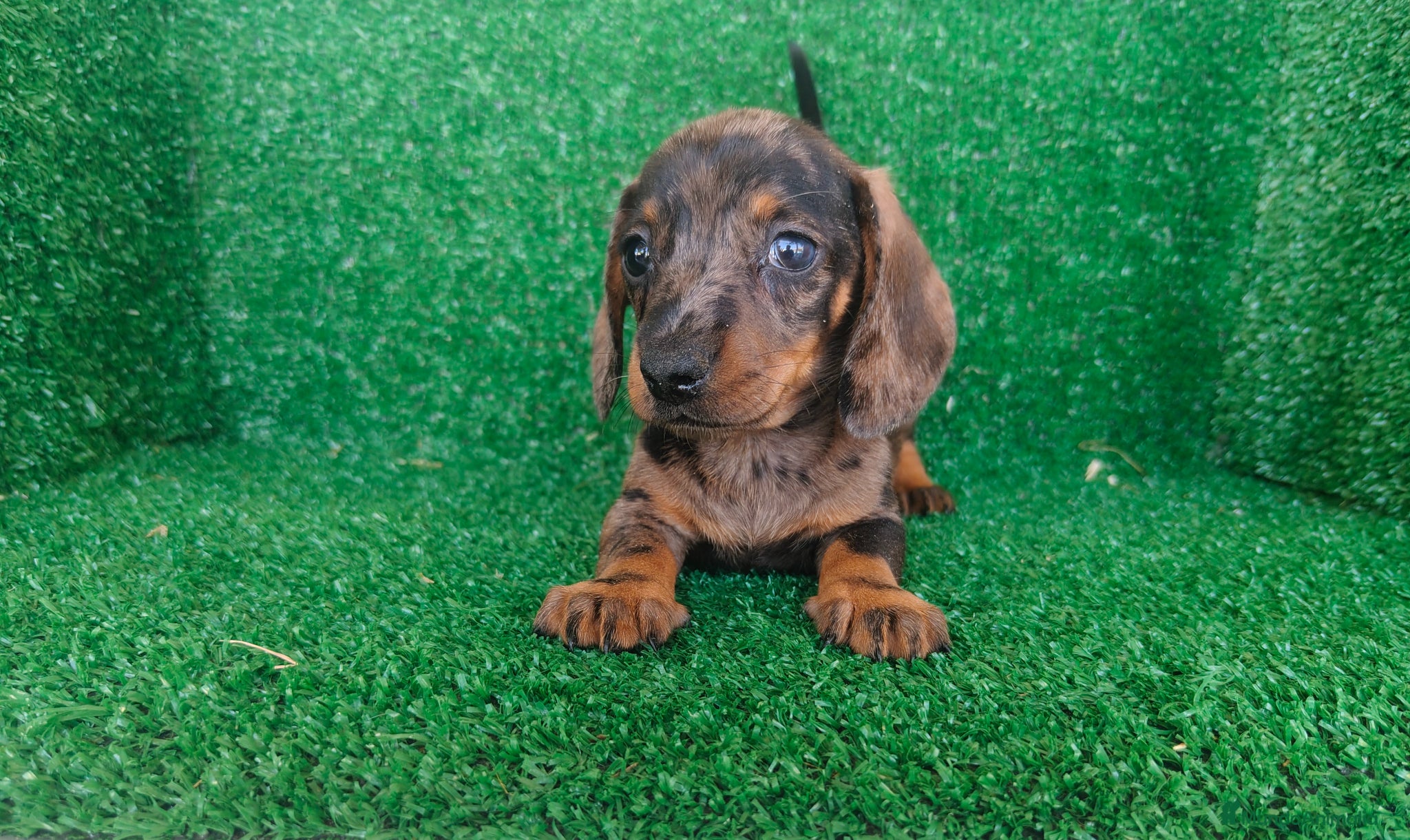 Teckel Miniatura perros en venta: Teckel miniatura  - Anuncio 10