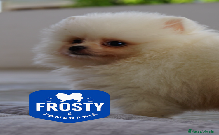 Pomerania perros - Anuncio 1