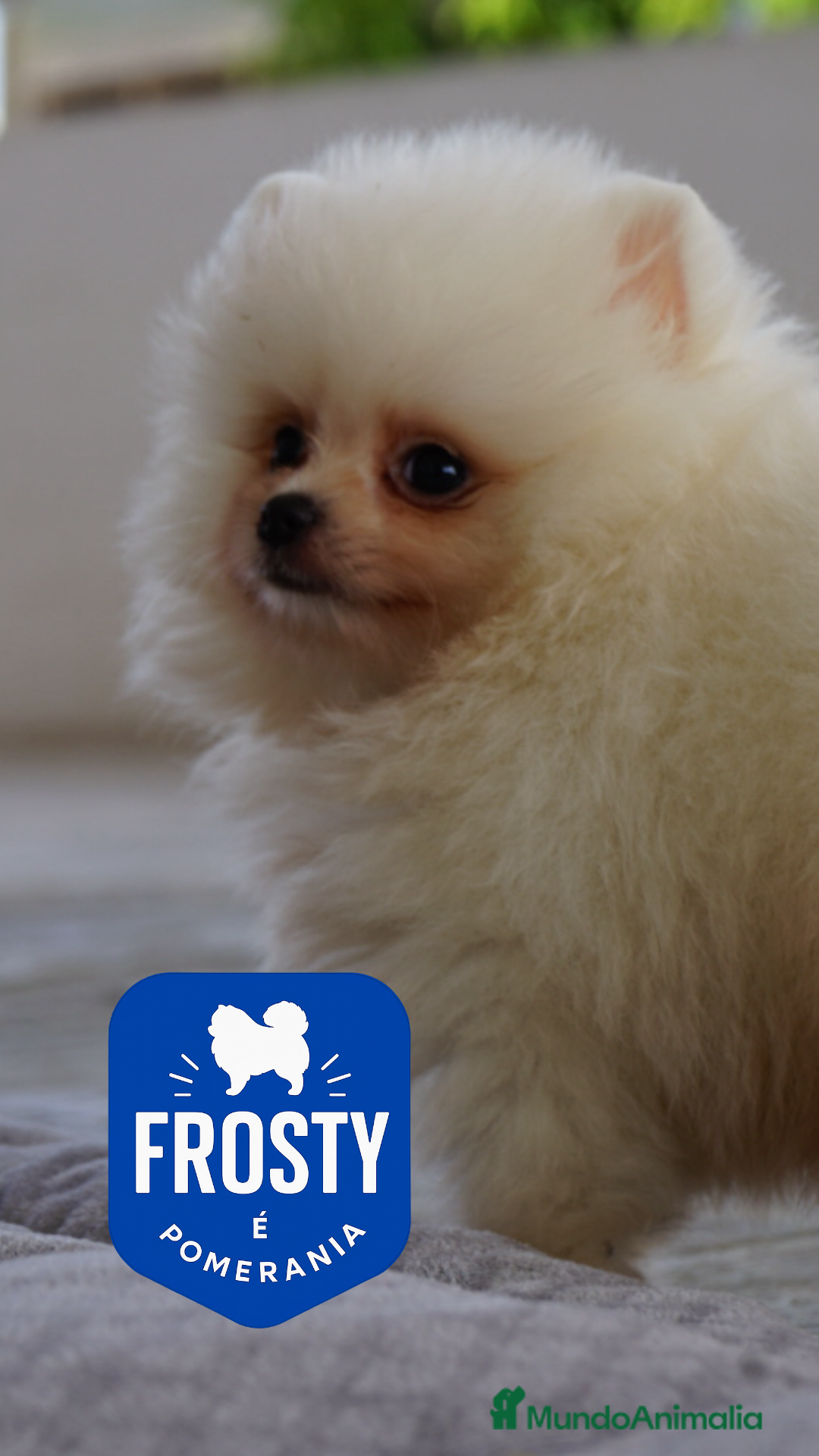 Pomerania perros en venta: ✨ Frosty – Pomeranian blanco ✨ - Imagen 1
