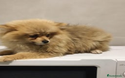 Pomerania perros en venta: Pomerania  - Anuncio 1