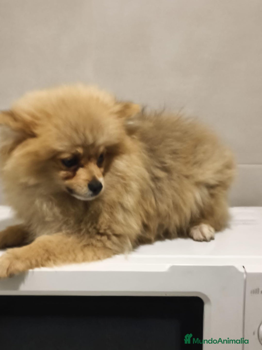 Pomerania perros en venta: Pomerania  - Anuncio 1