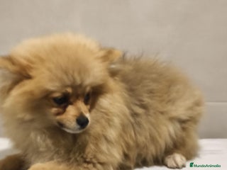 Pomerania perros Pomerania - Anuncio 2