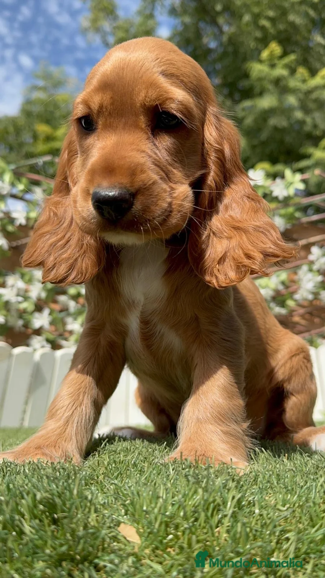 Cocker Spaniel Inglés perros en venta: PRECIOSA COCKER HEMBRA COLOR CANELA - Anuncio 1