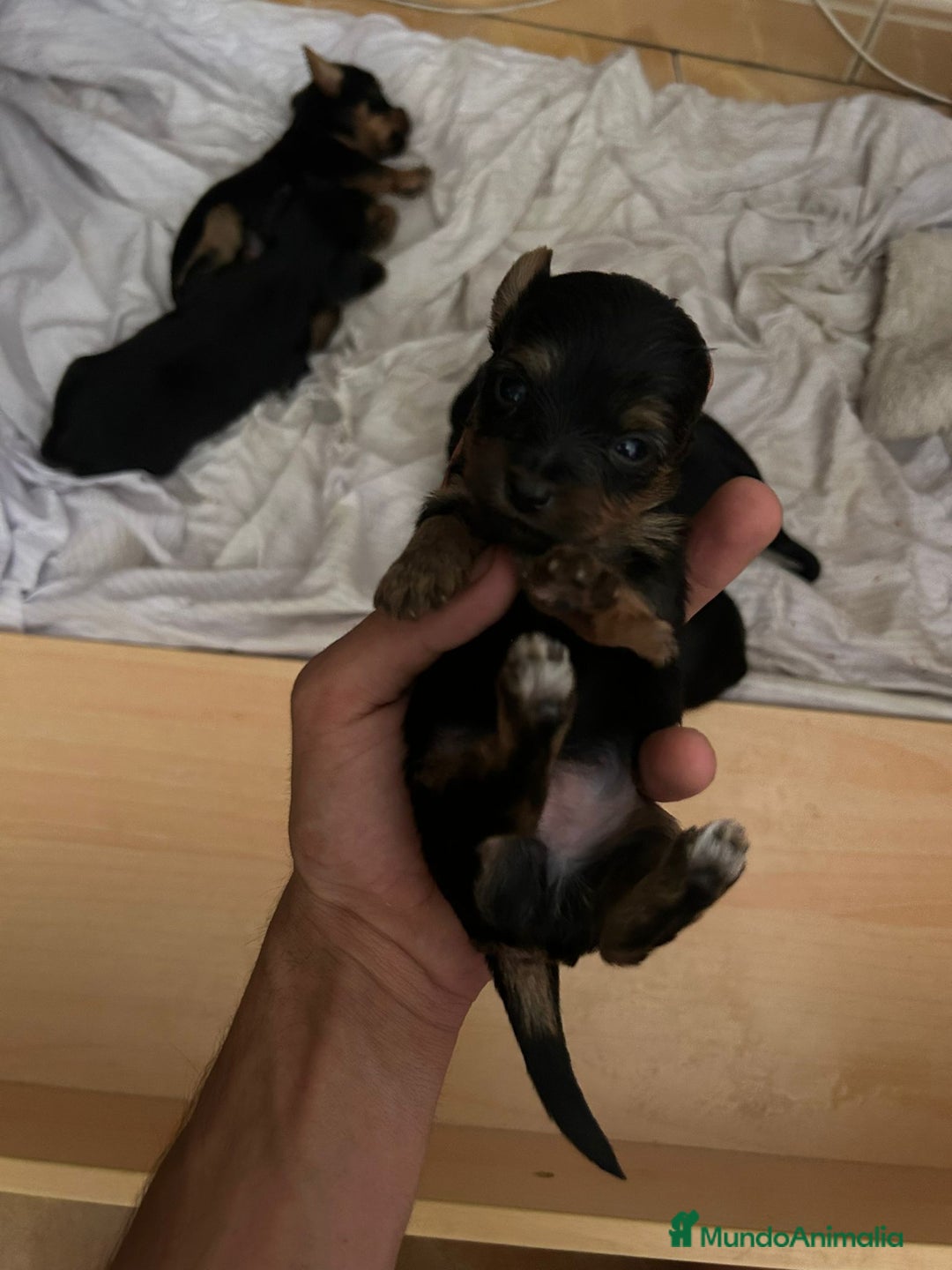 Yorkshire Terrier perros en venta: Camada de Yorkshire - Imagen 5