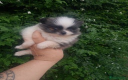 Pomerania perros en venta: Pomerania enanos una pasada de color  - Imagen 1