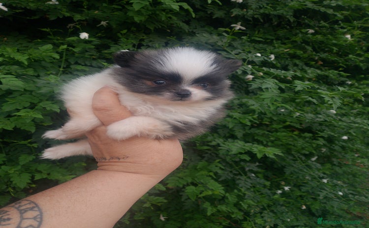 Pomerania perros - Anuncio 1