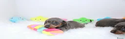 Teckel Miniatura perros en venta: Teckels Miniatura#Calidad, seriedad y seguimiento - Anuncio 23